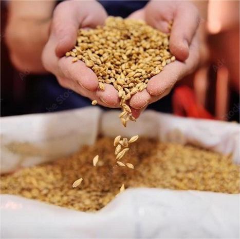 山东天泰-原料-基础麦芽