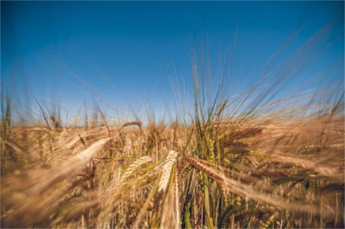 精选大麦-山东天泰啤酒设备