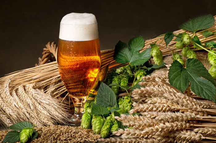 啤酒花-山东天泰啤酒设备