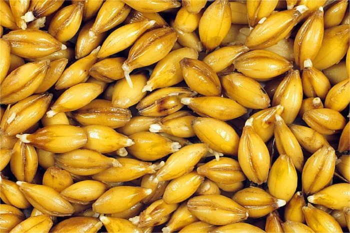 大麦发芽-山东天泰啤酒设备