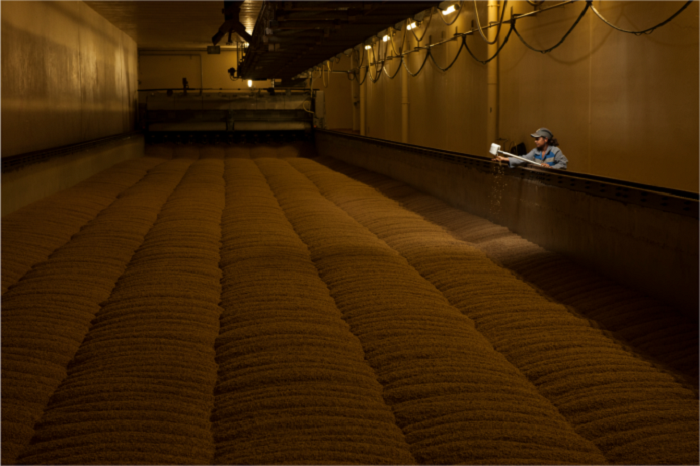 麦芽发芽-山东天泰啤酒设备